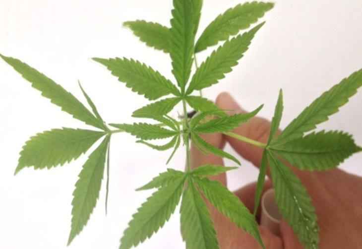 Cannabis, anvisa, plantas medicinais