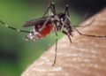 dengue zika