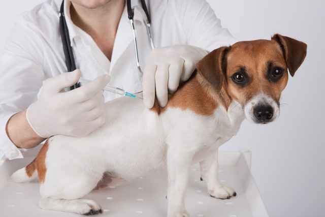 Vacinação antirrábica Nuporanga,vacinação cães e gatos em Nuporanga,vacinação de animais em Nuporanga,Nuporanga,Vacinação antirrábica