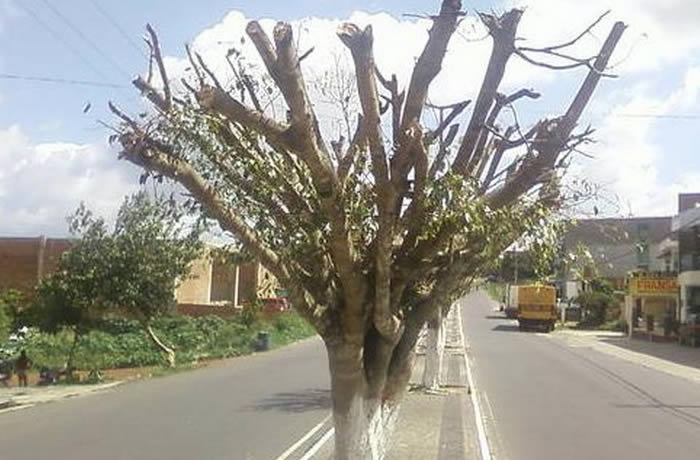 poda de árvore em Guará