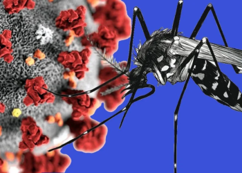 covid dengue1b